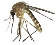 Culex quinqufasciatus